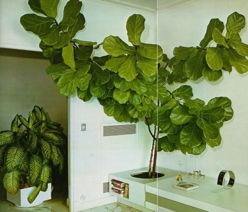 Cum avem grijă de Ficus lyrata