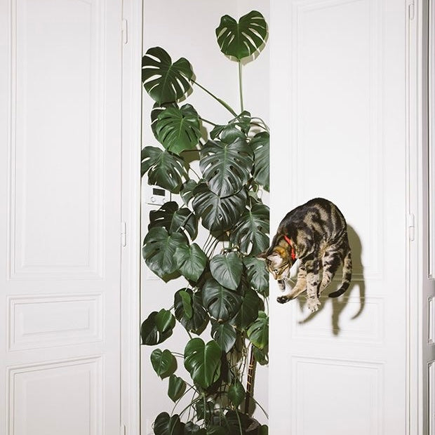 Plantele si animale de companie