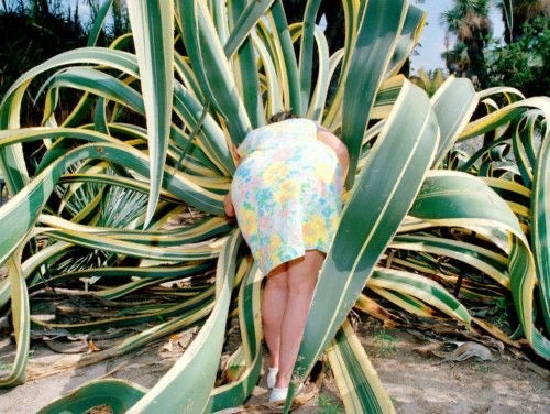 Plante perfect imperfecte