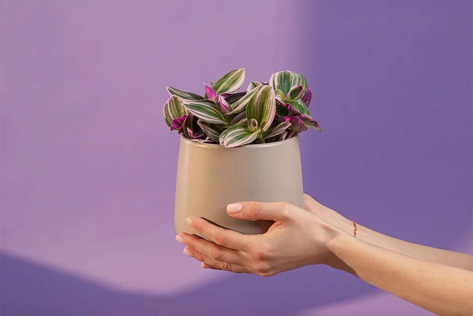 De ce să dăruiești plante?