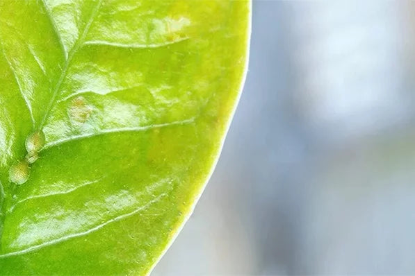 Cum să depistezi și să combați dăunătorii