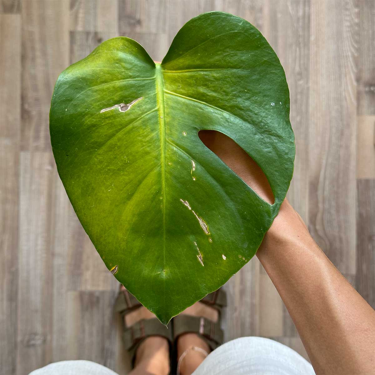 De ce se îngălbenesc frunzele la planta mea?