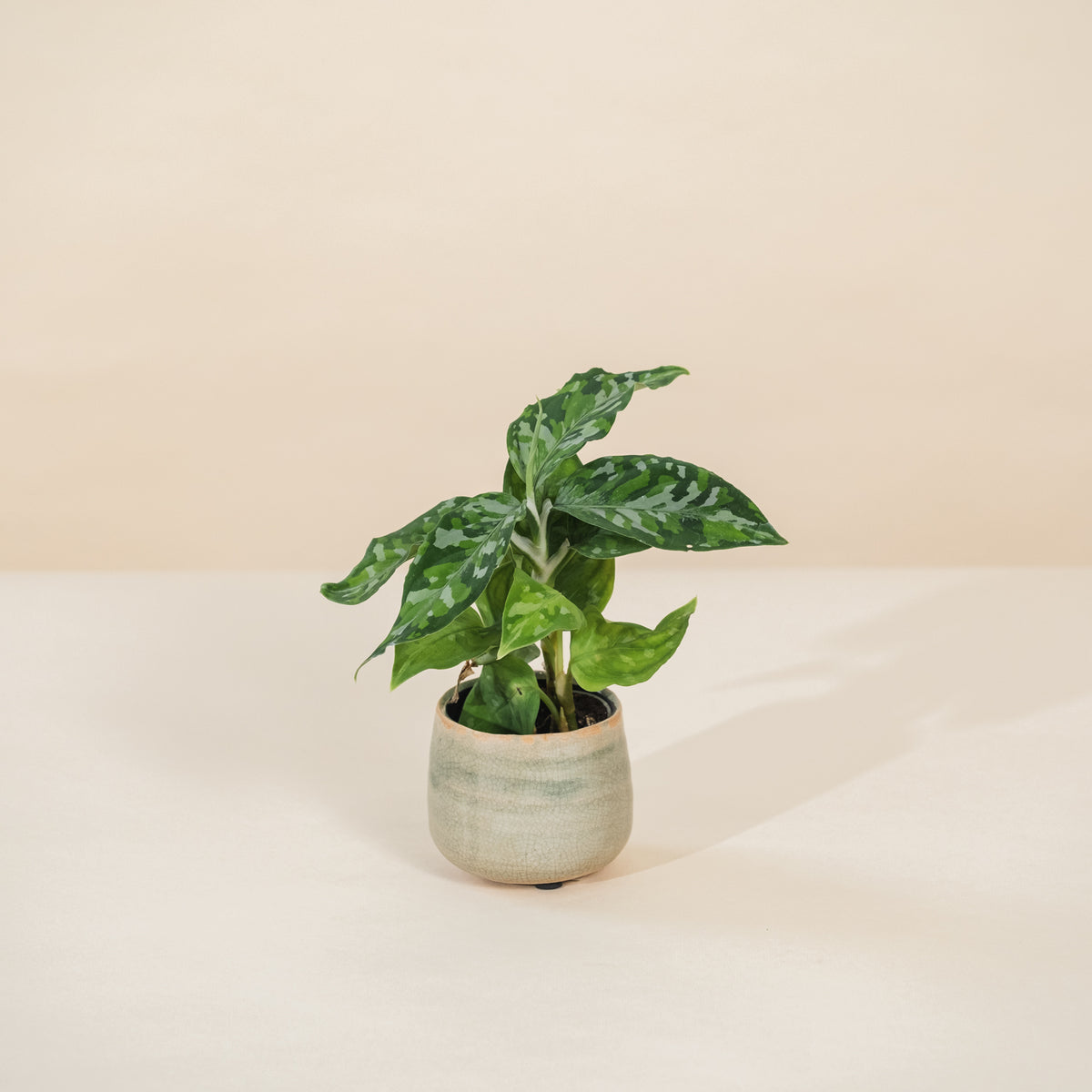 Aglaonema pictum 'Tricolor' H30 cm - Camouflage Plant - Plante
