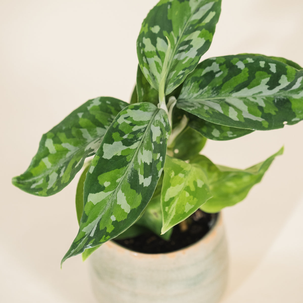 Aglaonema pictum 'Tricolor' H30 cm - Camouflage Plant - Plante