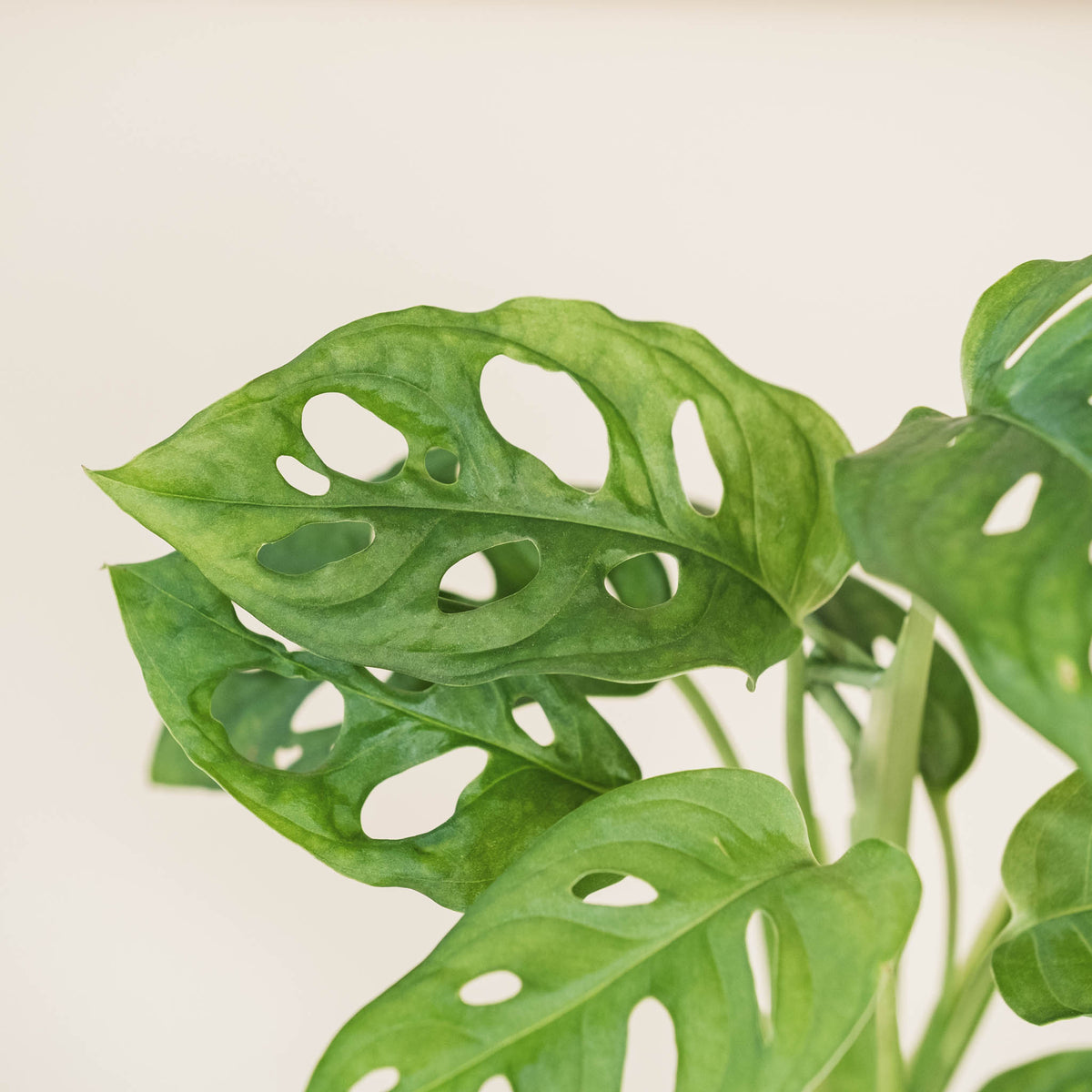 philodendron bikini Philodendron 'Pink Bikini' €14.99