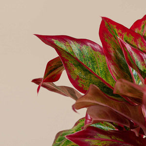 Aglaonema sp.