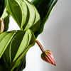 Medinilla maginica 'Candy' (Love Plant)