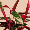 Stromanthe ‘Triostar’ H35 cm
