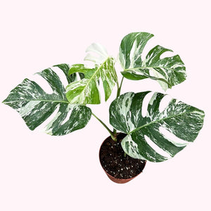 Monstera variegata