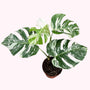 Monstera variegata