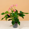 Anthurium 'Joli Pink' H45 cm