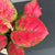 Aglaonema 'Red Joy' H30 cm