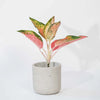 Aglaonema Orange Star H35 cm