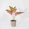 Aglaonema Orange Star H35 cm