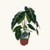 Alocasia Frydek H60cm