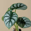 Alocasia ‘Silver Dragon’ H10 cm