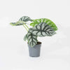 Alocasia ‘Silver Dragon’ H30 cm