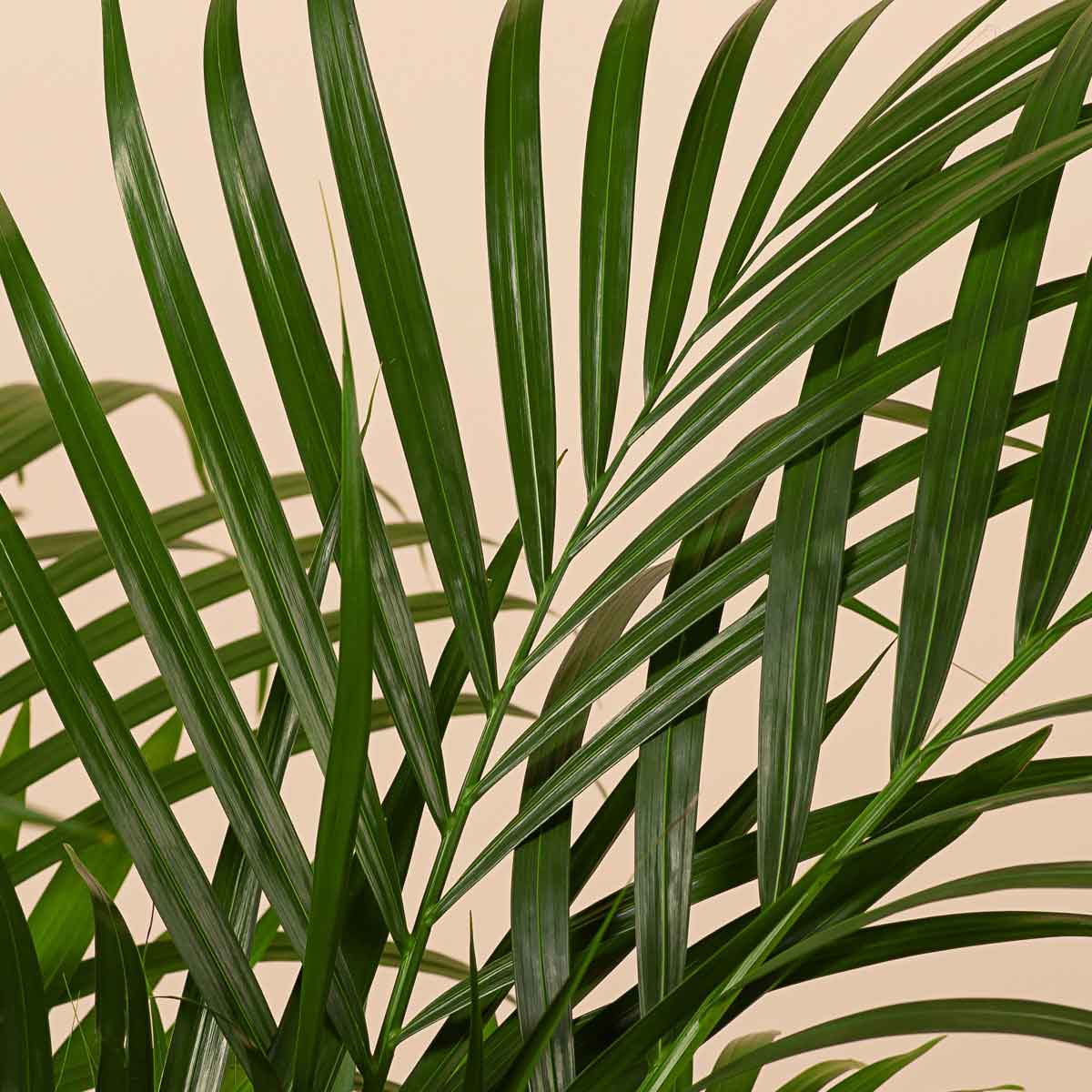 areca palm ingrijire Areca palm (Dypsis lutescens) H150 cm – PlantUp