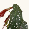 Begonia maculata (Polka Dot Begonia) H30 cm