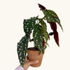 Begonia maculata (Polka Dot Begonia) H30 cm