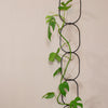Suport negru plante cataratoare H190 cm