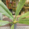 Philodendron campii H25-30 cm