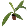 Philodendron campii H25-30 cm