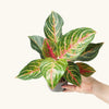 Aglaonema 'Dreamcatcher' H35 cm