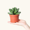 Euphorbia tubiglans H17 cm