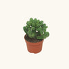 Euphorbia tubiglans H17 cm