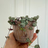 String of hearts (Ceropegia) H20 cm