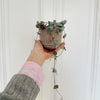 String of hearts (Ceropegia) H20 cm