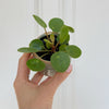 Pilea peperomioides (Chinese Money Plant) H10 cm