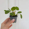 Pilea peperomioides (Chinese Money Plant) H10 cm