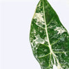 Alocasia Frydek Variegata H15-20 cm