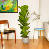 Ficus lyrata (Smochinul lira) H100 cm