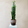 Euphorbia trigona (African milk tree) H75 cm