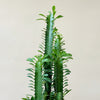 Euphorbia trigona (African milk tree) H75 cm