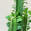 Euphorbia trigona (African milk tree) H75 cm