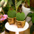 Hoya kerrii & Ghiveci Ceramica H12 cm