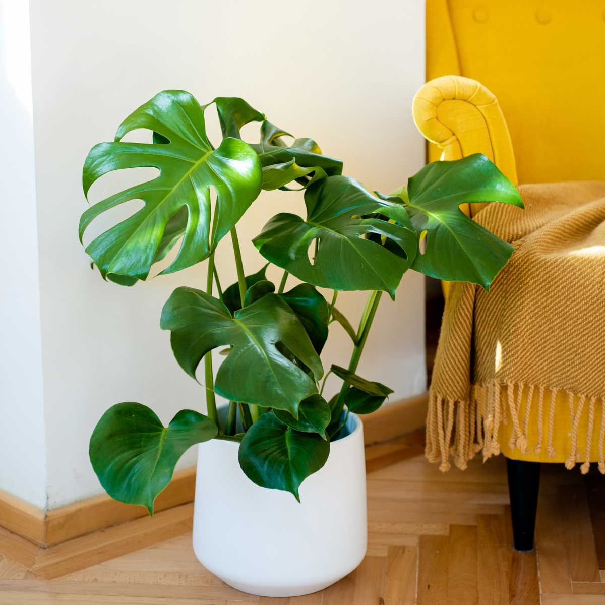 monstera deliciosa ingrijire Monstera deliciosa (Swiss cheese plant) H60 cm