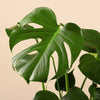 Monstera deliciosa (Swiss cheese plant) H60 cm