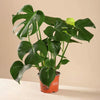 Monstera deliciosa (Swiss cheese plant) H60 cm