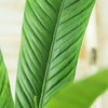 Philodendron campii H25-30 cm