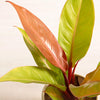 Philodendron 'Prince of Orange' H12 cm