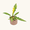 Philodendron Ring of fire H25 cm