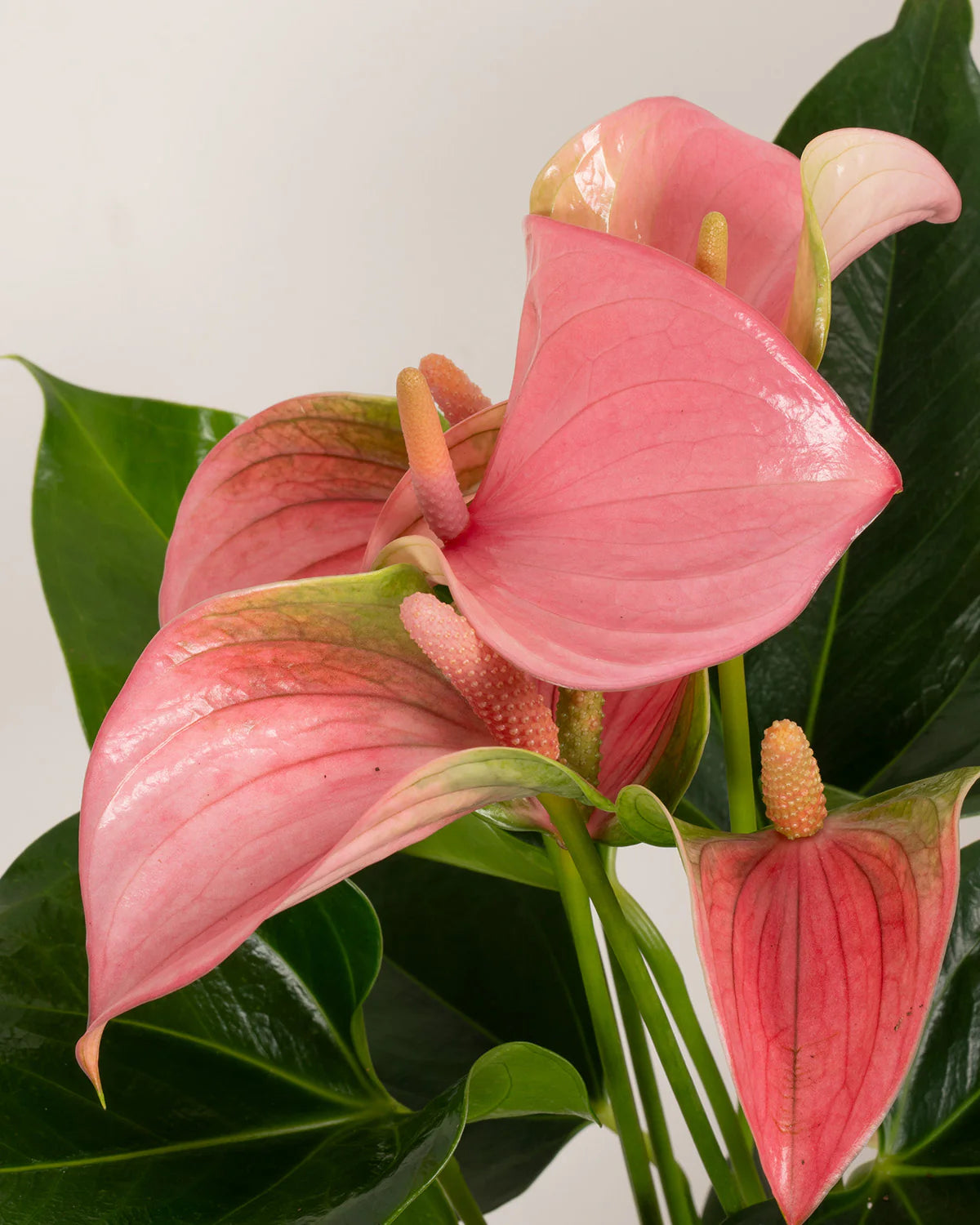 anthurium ingrijire Anthurium 'Joli Pink' H45 cm - Plante cu flori roz cadou