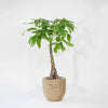Pachira aquatica (Arborele banilor) H80 cm