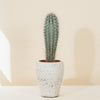 Pachycereus pringlei (Mexican Giant Cactus) H50 cm