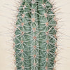 Pachycereus pringlei (Mexican Giant Cactus) H50 cm